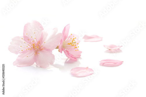 Fotobehang Japanese cherry blossom and petals #2