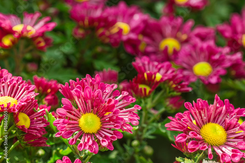 pink Chrysanthemum flowers in the garden