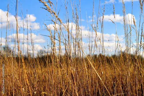 Фотография Tall autumn grass in field at the Indiana Dunes