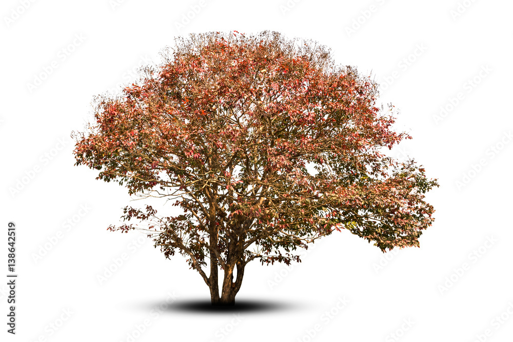 big tree in autumn isolated on white background