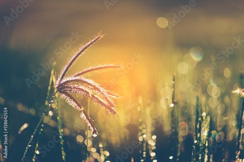 close up flower grass in the morning shallow dof