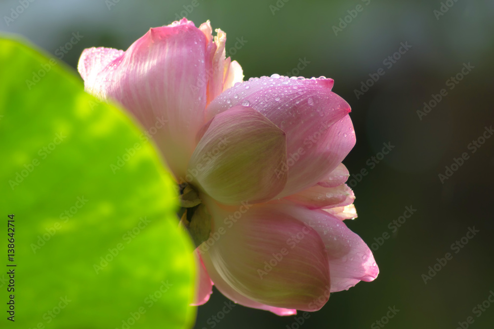 pink lotus with rain drop on green background. (select spot focus) pink lotus with rain drop on green background. (select spot focus)