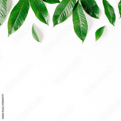 Header. Green leaves on white background. Flat lay  top view. Floral composition