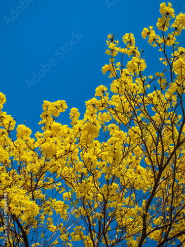 Tabebuia Chrysanth or blooming yellow flower tree