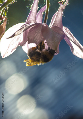 Fototapeta Naklejka Na Ścianę i Meble -  bumble bee flying to flower