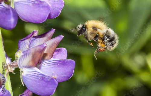 bumble bee flying to flower