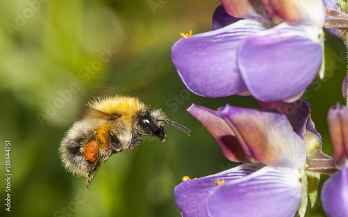 bumble bee flying to flower