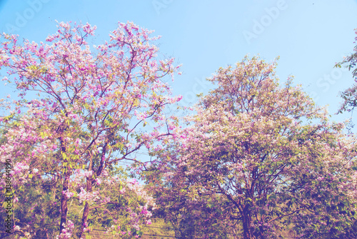 Lagerstroemia loudonii flower tree on blue sky background 
