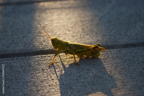 Grasshopper