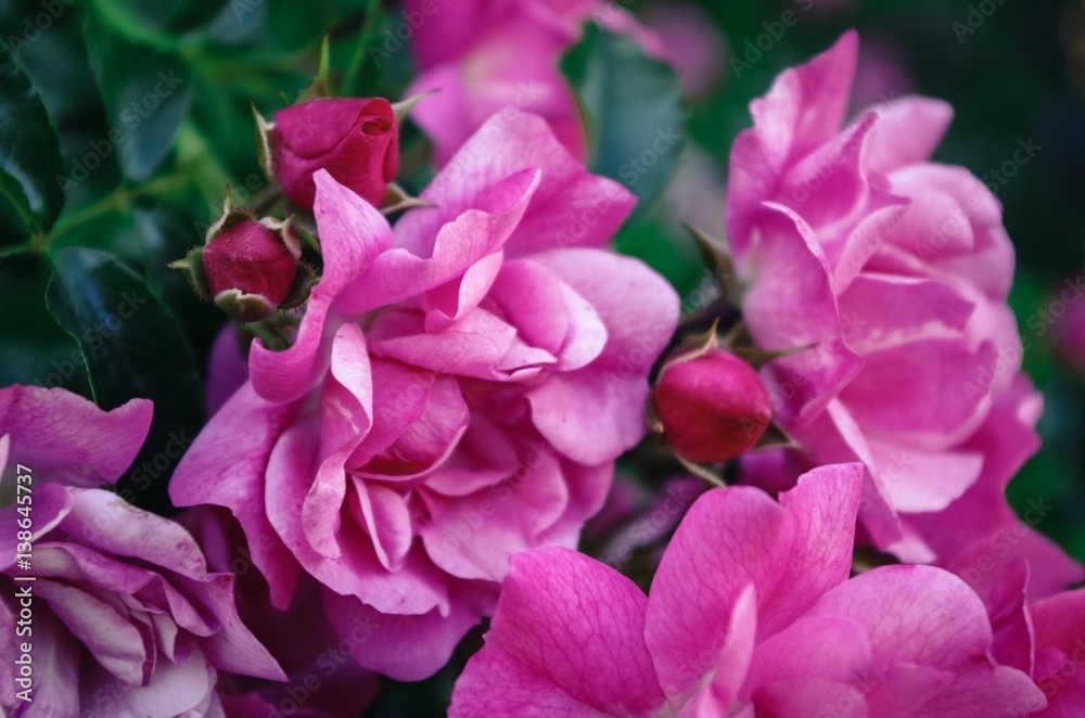 Pink Roses and Rosebuds