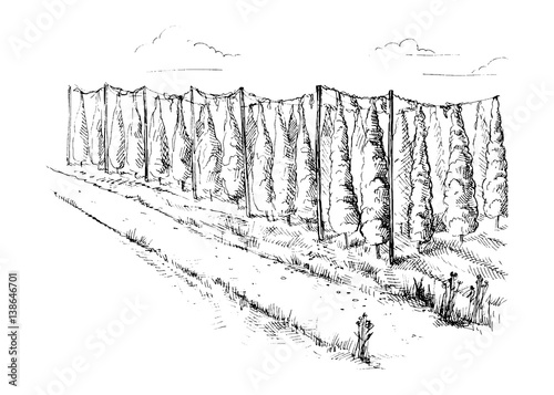 Hops Field in graphic style vector illustration