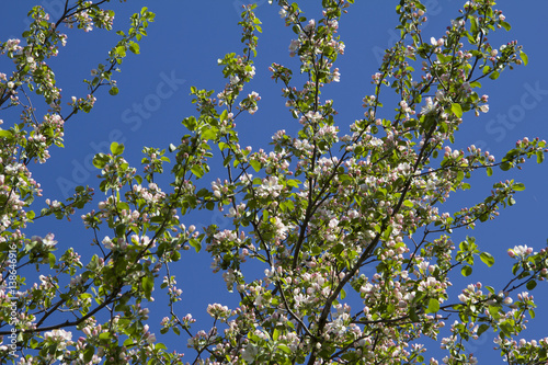 Branches of a blossoming Apple tree