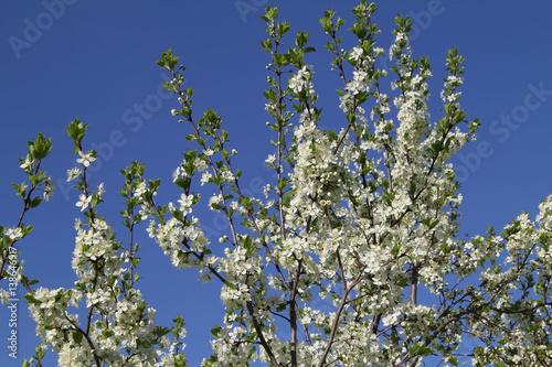 Branches of a blossoming plum
