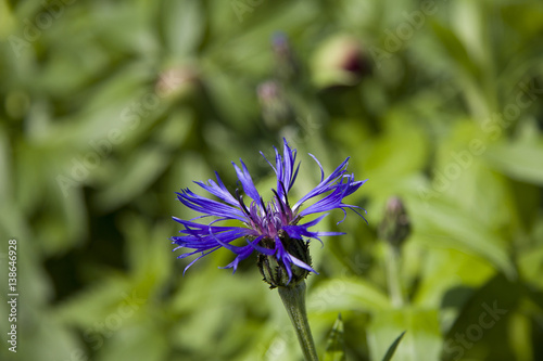 Cornflower