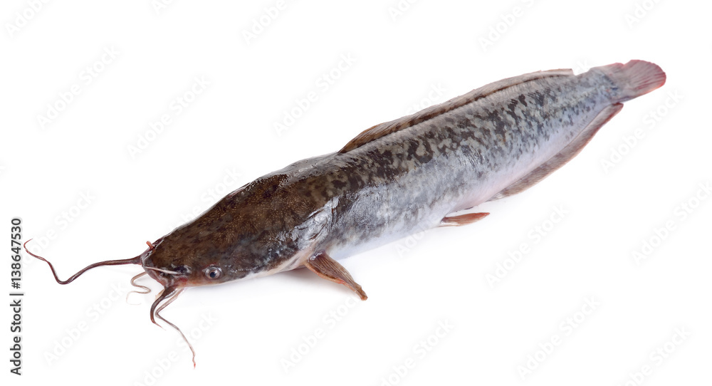 804 Catfish Caught Royalty-Free Photos and Stock Images