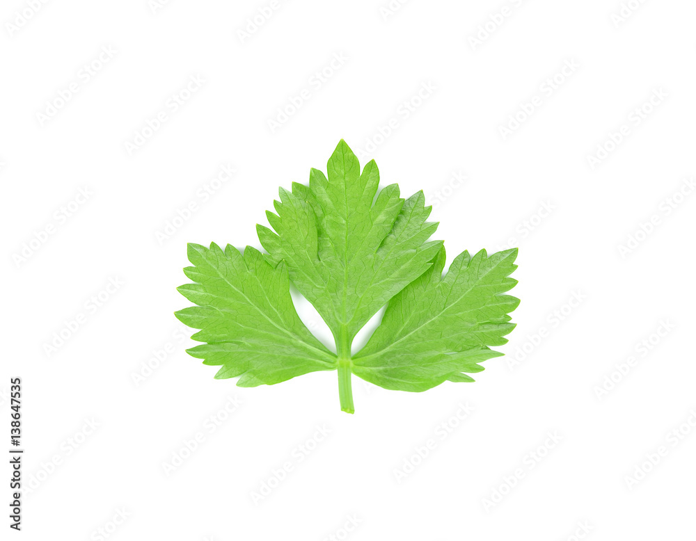 Celery Leaves Isolated on White Background Celery Leaves Isolated on White Background