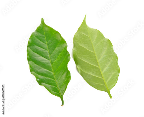 coffee leaves on white background