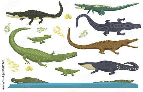 Cartoon green crocodile danger predator and australian wildlife river reptile carnivore alligator with scales teeth flat vector illustration.