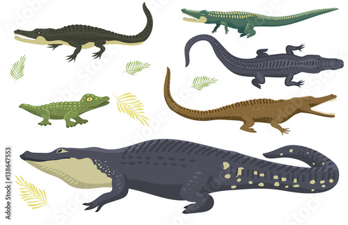 Cartoon green crocodile danger predator and australian wildlife river reptile carnivore alligator with scales teeth flat vector illustration. © partyvector