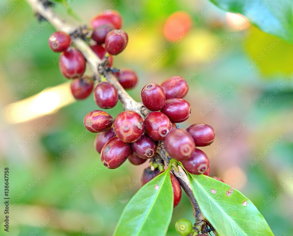Coffee beans ripening on tree in North of thailand Coffee beans ripening on tree in North of thailand