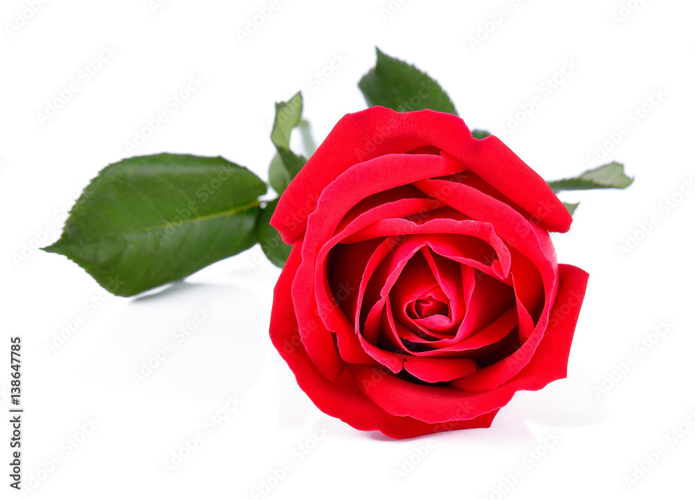 Fototapeta premium Beautiful red roses on a white background