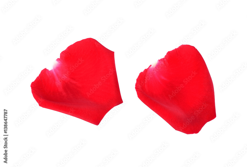 Petals of red roses on a white background Petals of red roses on a white background