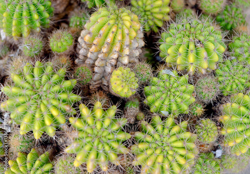 Cactus Family, white flowers of barrel cactus