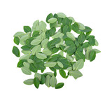 Moringa oleifera leaves isolated on white background