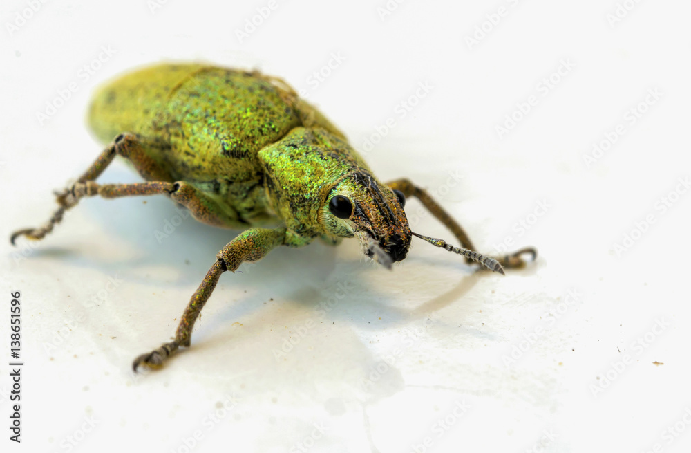Insect green on white floor. Insect green on white floor.