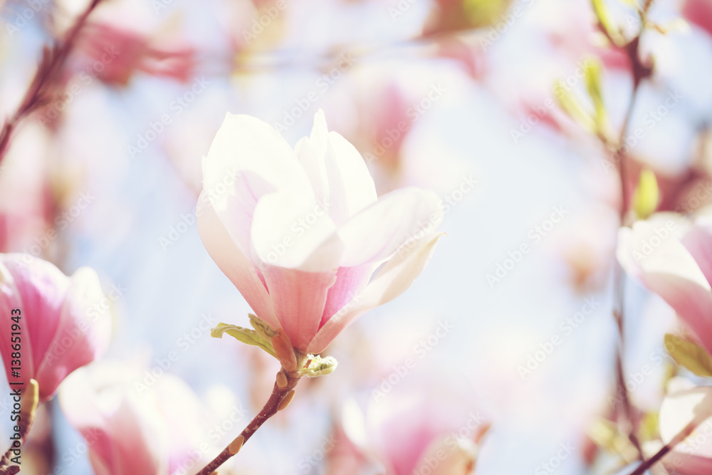 Obraz premium Beautiful light pink magnolia flower on blue sky background. Shallow DOF. Toned image.