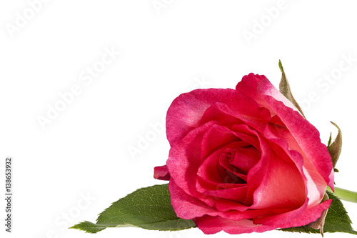 Single flower of pink roses flower isolated on white background