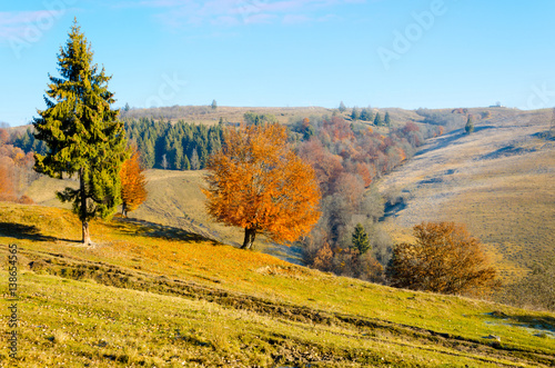 Autumn landscape, a tree with orange leaves in the foreground, the frost on green grass autumn mountain in fog in the background.