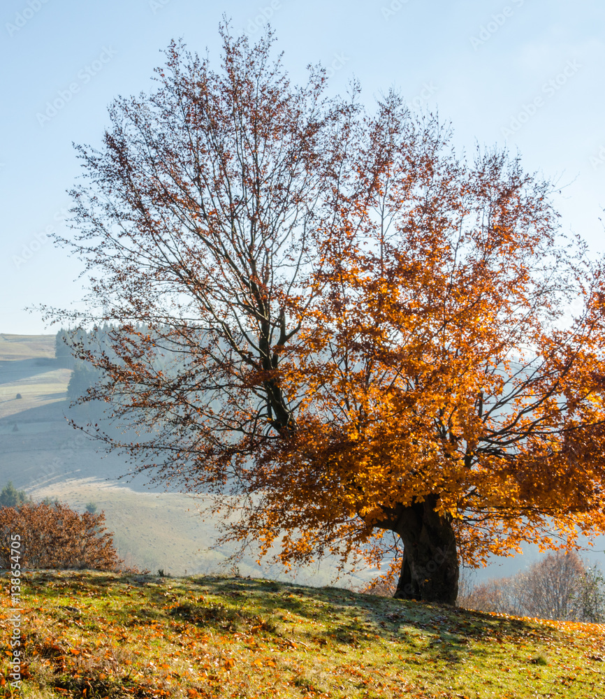 Autumn landscape, a tree with orange leaves in the foreground, the frost on green grass autumn mountain in fog in the background.