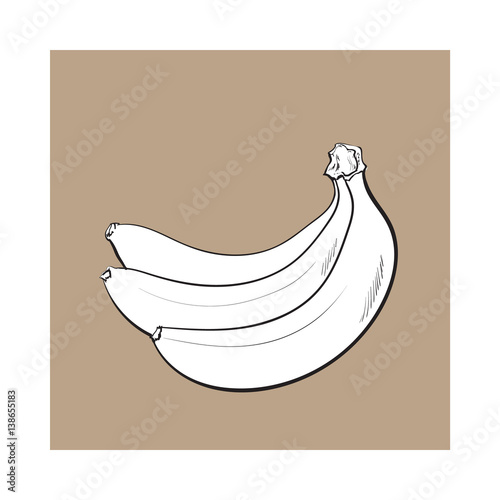 black and white Bunch of three unopened, unpeeled ripe bananas, sketch style vector illustration isolated on brown background. Realistic hand drawing of unopened ripe banana bunch