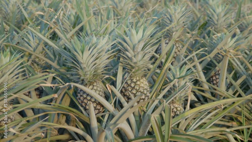 Panning shot of massive pineapple with lots. Fruits growing naturally on Thailand