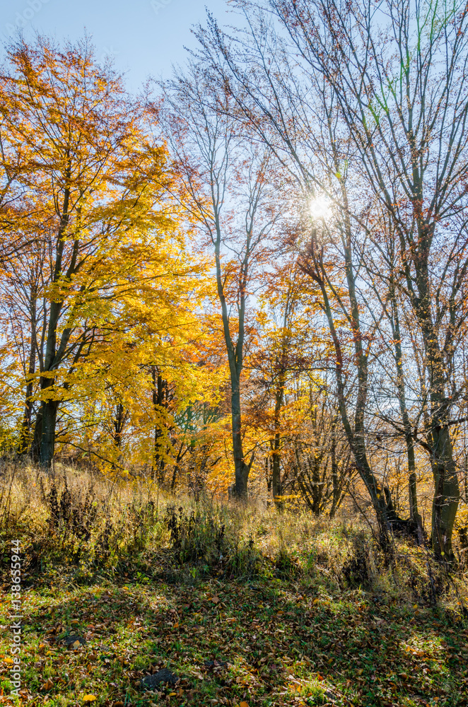 Autumn landscape, trees with colorful leaves, frost on green grass, autumn mountain in fog in the background. Autumn landscape, trees with colorful leaves, frost on green grass, autumn mountain in fog in the background.