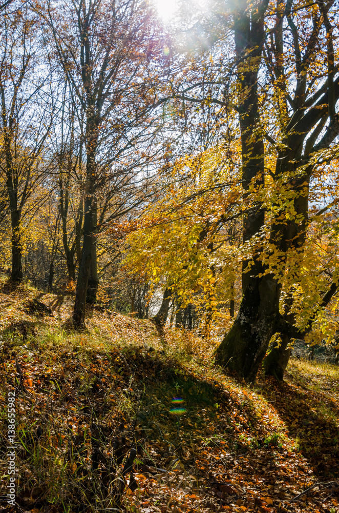 Naklejka premium autumn landscape. Autumn forest with yellow leaves, beams of the sun make their way through the tree leaves