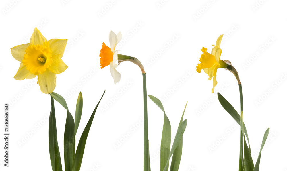 Set of beautiful white and yellow daffodils Set of beautiful white and yellow daffodils