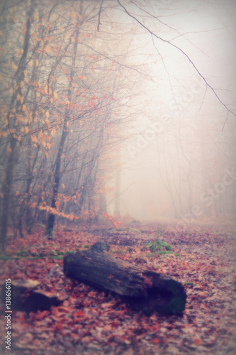 Moss covered logs in woodland on misty morning