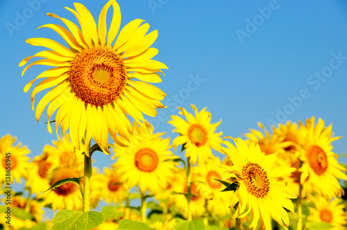 Summer season  nature picture  field of sunflowers under blue sky