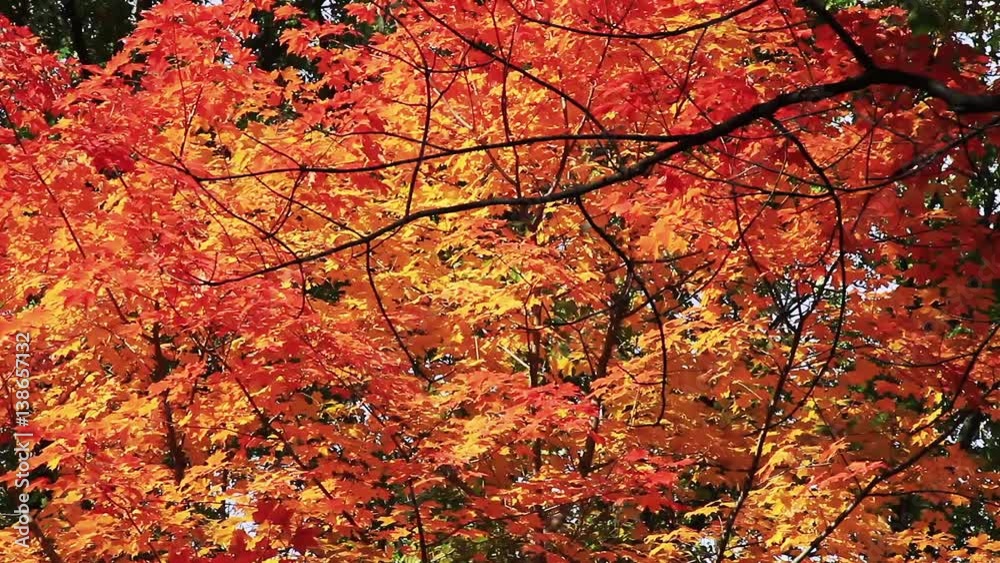 Maple tree with stunning Fall foliage blowing in the wind. Looped Maple tree with stunning Fall foliage blowing in the wind. Looped