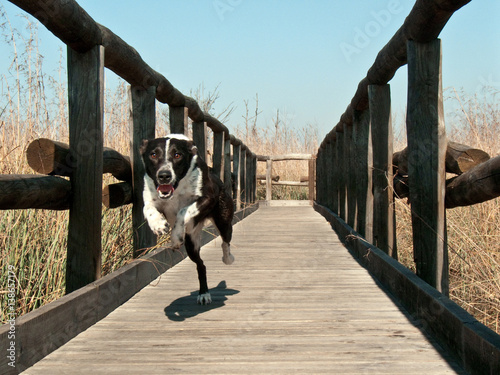 Cane che corre su un molo di legno