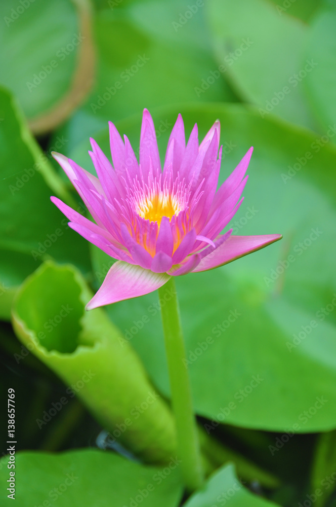 Close Up purple Lotus, A lotus leaf lotus , water lily flower Close Up purple Lotus, A lotus leaf lotus , water lily flower