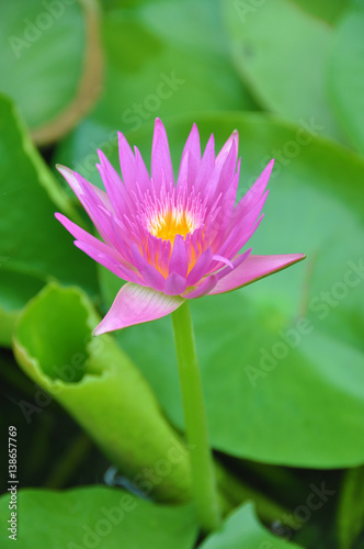 Wallpaper Mural Close Up purple Lotus, A lotus leaf lotus , water lily flower Torontodigital.ca