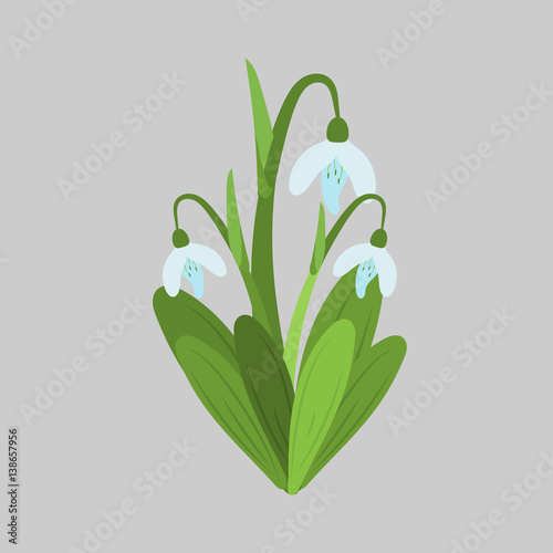 Spring flowers. Snowdrops vector sketch