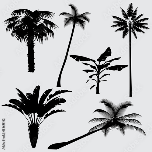 Tropical palm tree vector silhouettes isolated on white background