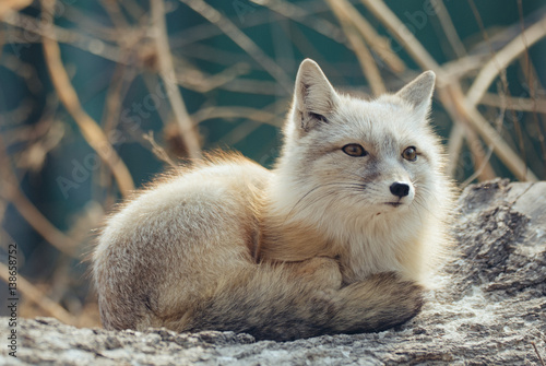 Fényképezés Artic fox
