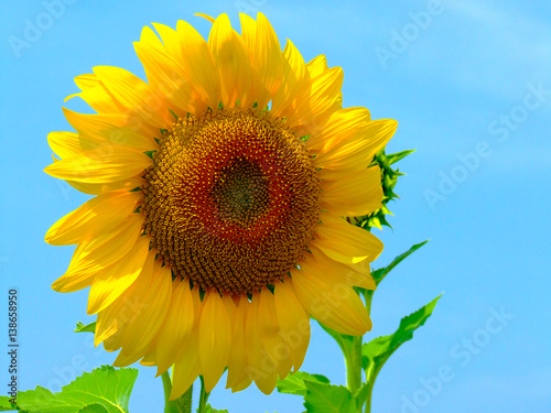 Wallpaper Mural Summer season, nature picture, field of close up sunflowers under blue sky Torontodigital.ca