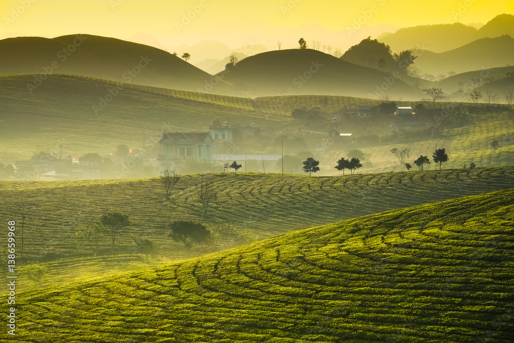 Obraz premium Beauty fresh green tea in sunrise, Moc Chau highland of Vietnam. Beauty highlands in sunrise landscapes.