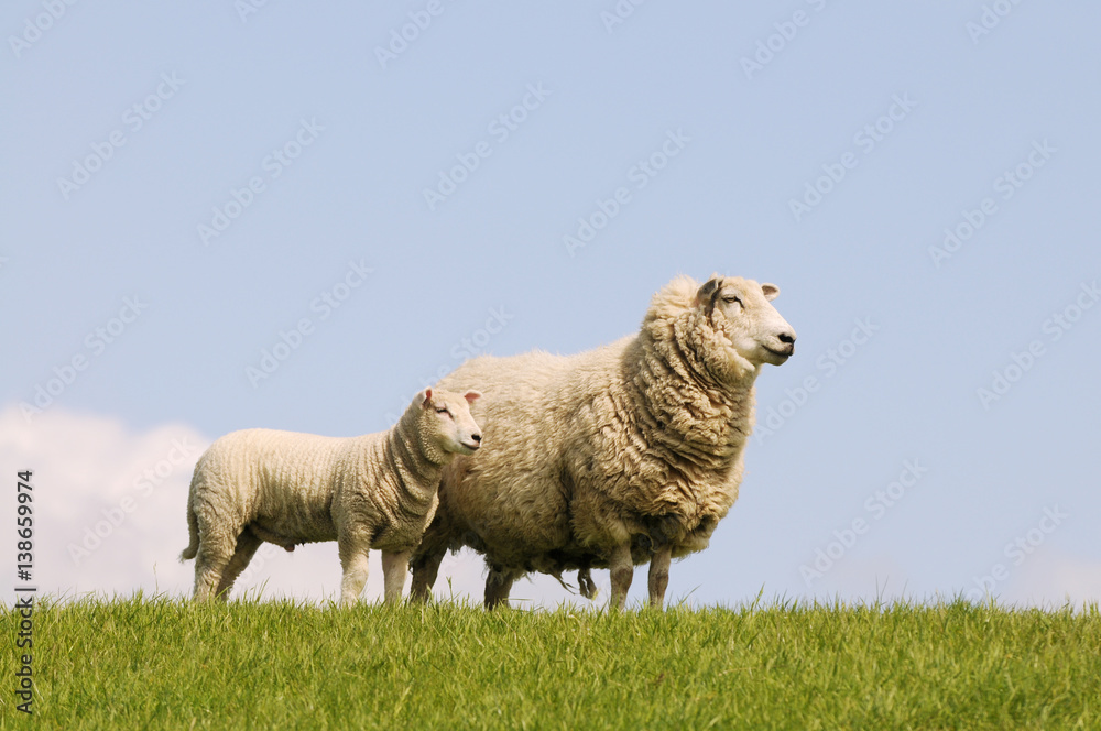 Naklejka premium sheep and lamb standing on pasture